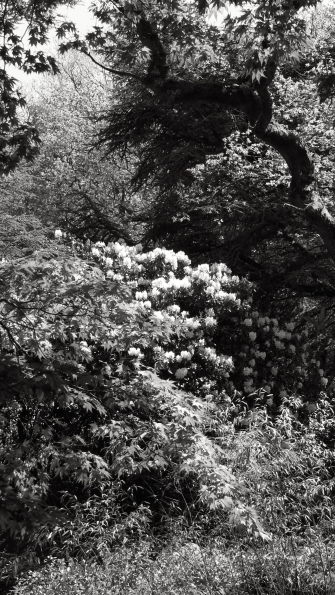 Bois des Moutiers (210) Mai 2012